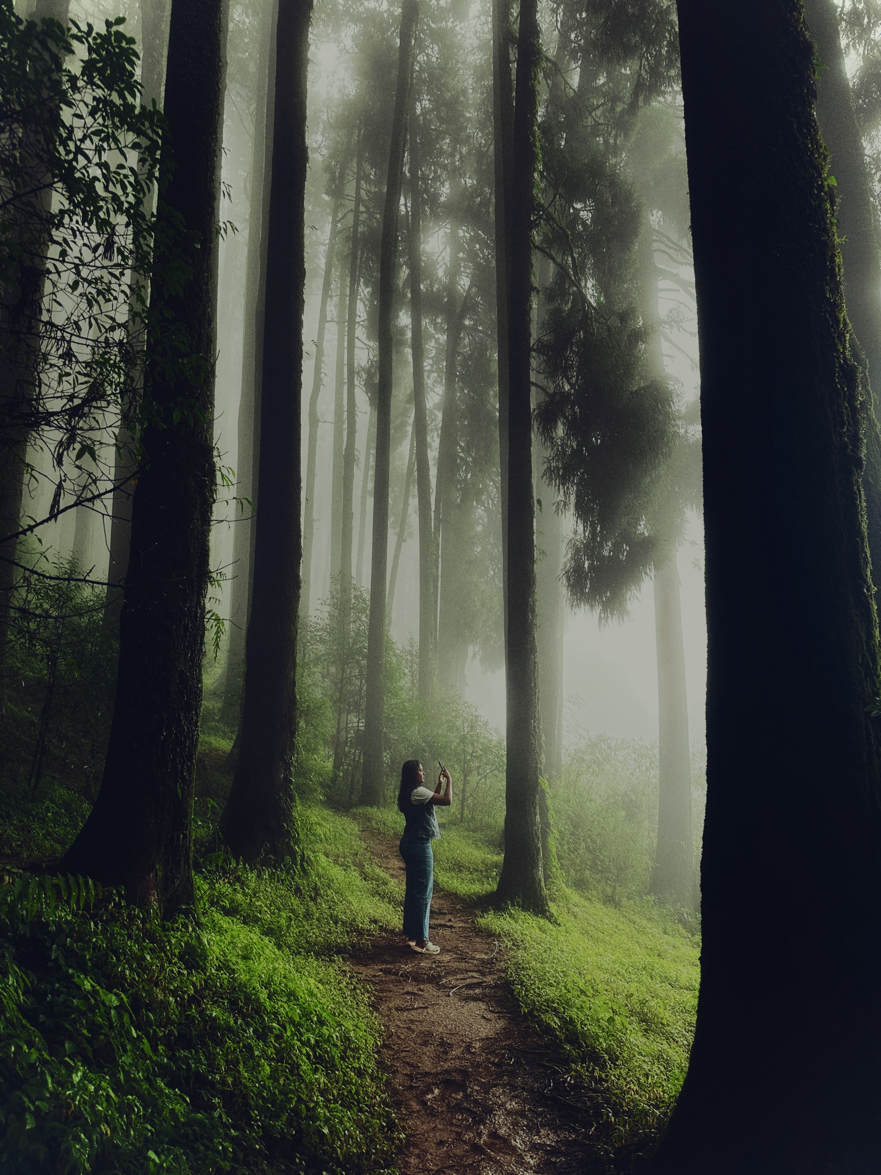 Forest Journey
